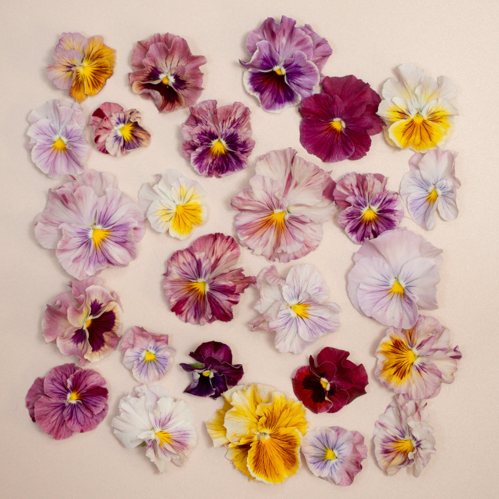 Pansy 'Chianti Mixed' (Viola x wittrockiana) – Three Brothers Blooms