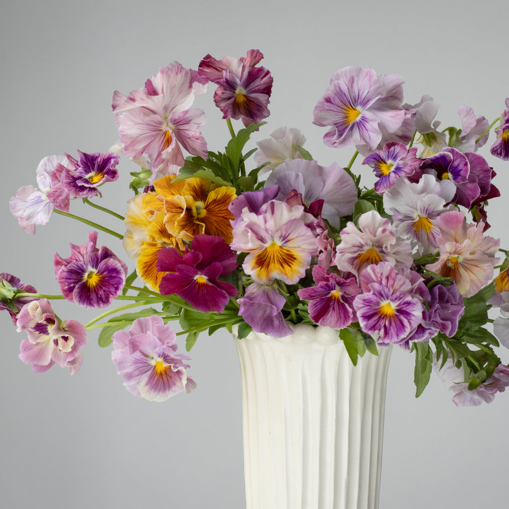 Pansy 'Chianti Mixed' (Viola x wittrockiana) – Three Brothers Blooms