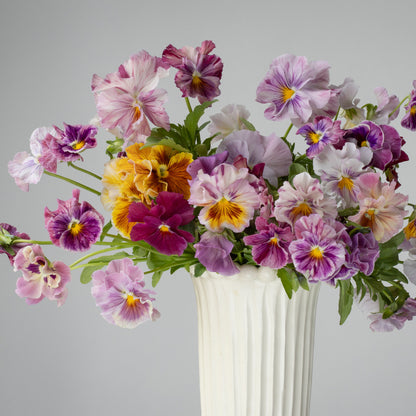 Pansy 'Chianti Mixed'  (Viola x wittrockiana)
