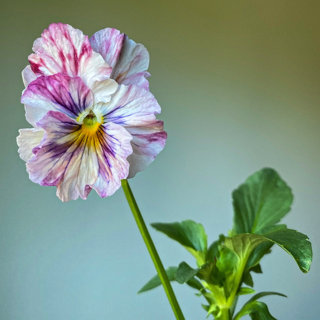Pansy 'Chianti Mixed'  (Viola x wittrockiana)