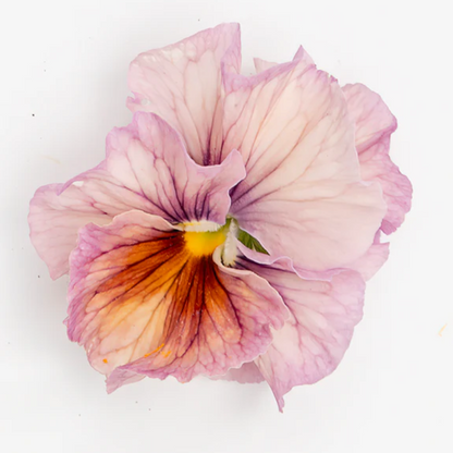 Pansy 'Chianti Mixed'  (Viola x wittrockiana)