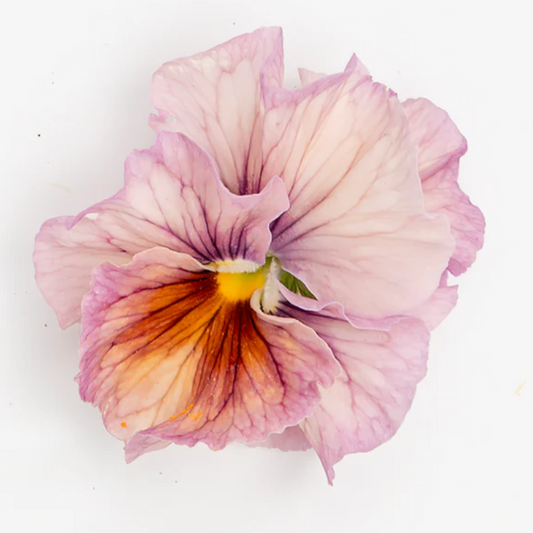 Pansy 'Chianti Mixed'  (Viola x wittrockiana)