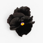 Pansy 'Black Devil' (Viola x wittrockiana)