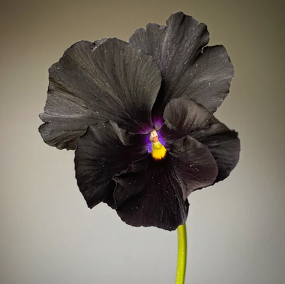 Pansy 'Flamenco Black Moon' (Viola x wittrockiana)