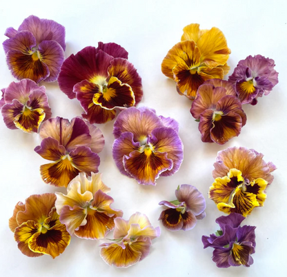 Pansy 'Flamenco Terracotta' (Viola x wittrockiana)