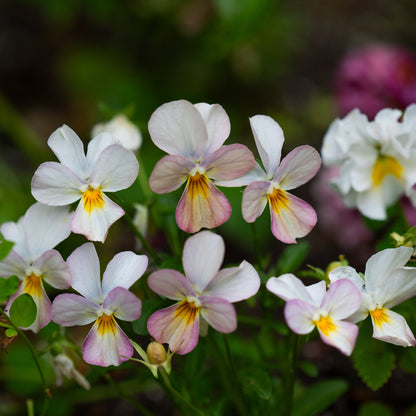 Viola 'Last of the Gems' (Viola hybrida)