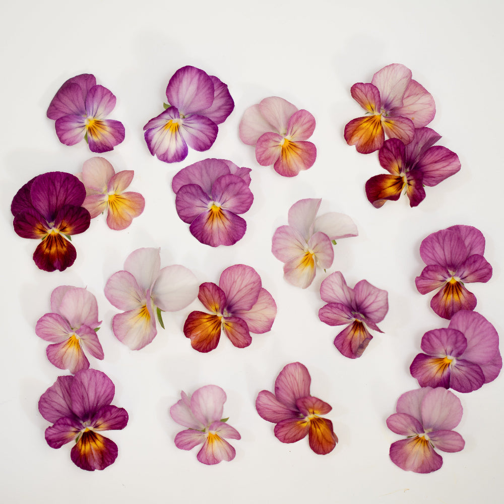 Viola 'Last of the Gems' (Viola hybrida)