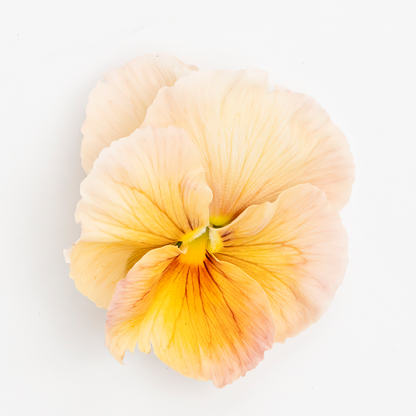 Pansy 'Imperial Antique Shades' (Viola x wittrockiana)