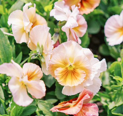 Pansy 'Imperial Antique Shades' (Viola x wittrockiana) – Three Pansy 'Imperial Antique Shades' (Viola x wittrockiana) – Three