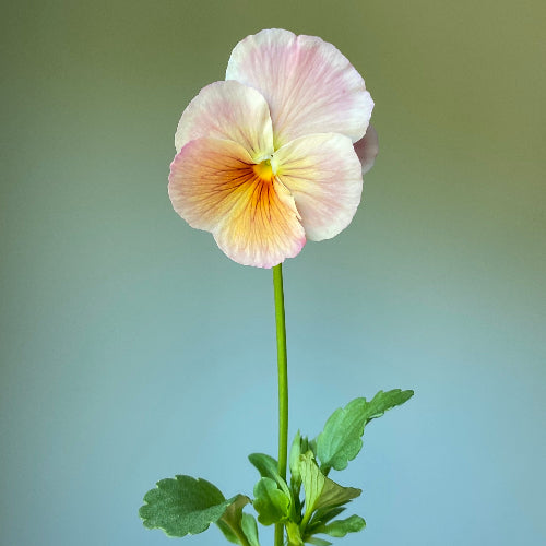Pansy 'Imperial Antique Shades' (Viola x wittrockiana) – Three