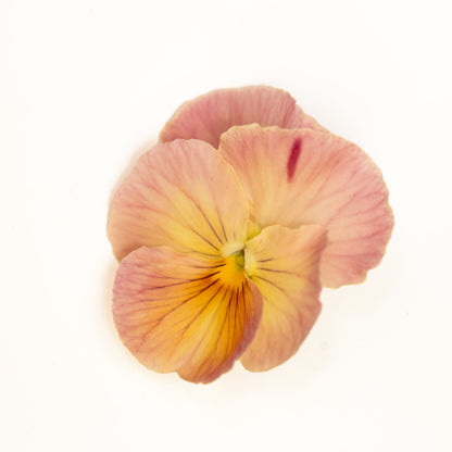 Pansy 'Imperial Antique Shades' (Viola x wittrockiana)