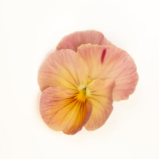 Pansy 'Imperial Antique Shades' (Viola x wittrockiana)