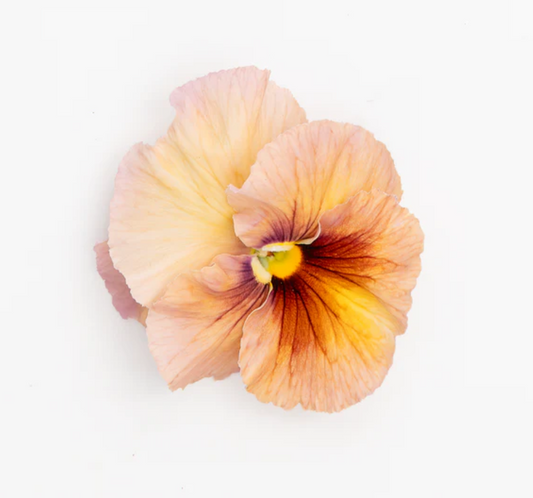 Pansy 'Inspire+ PR Peach Shades' (Viola x wittrockiana)