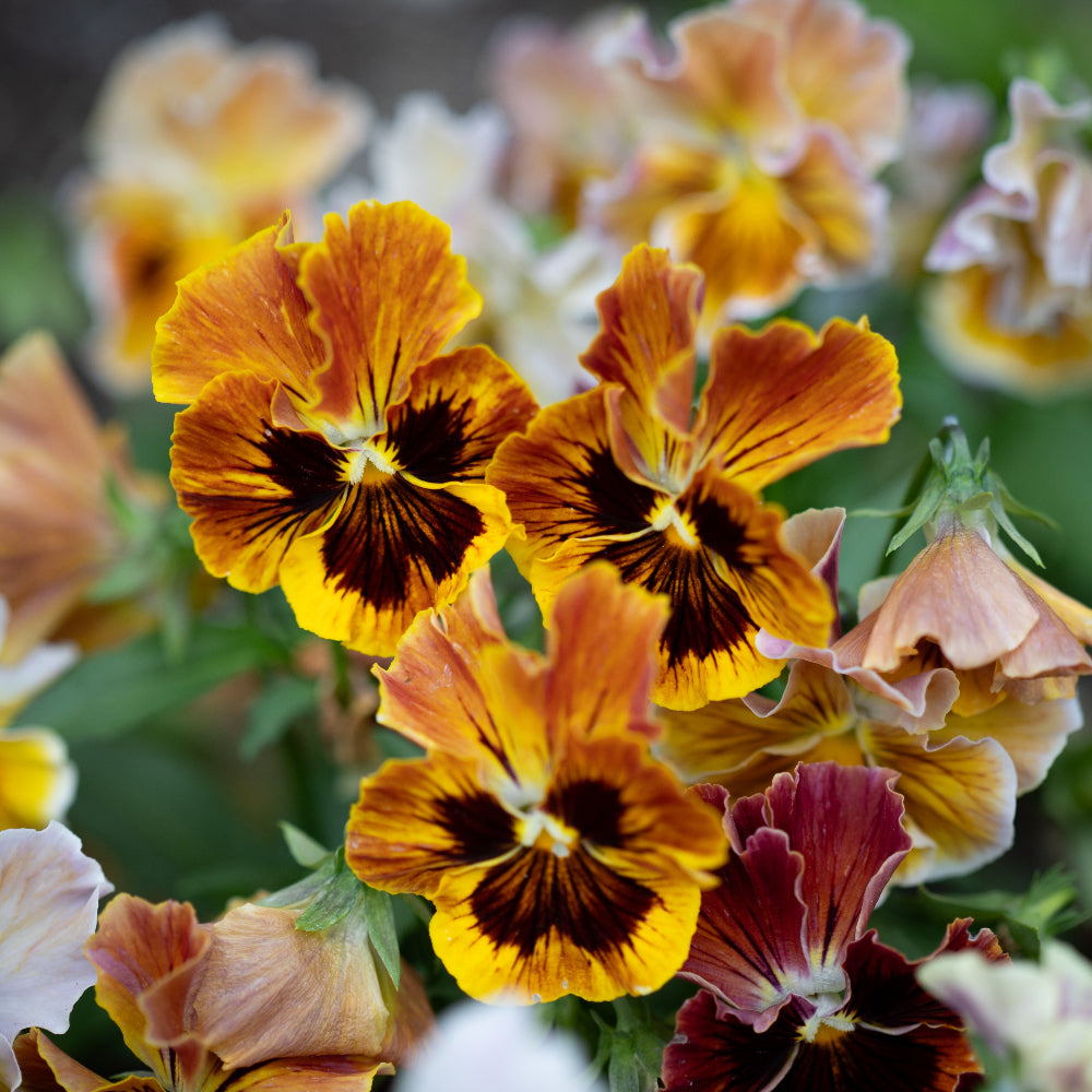 Pansy 'Moulin Rouge Mixed' (Viola x wittrockiana)