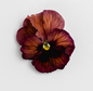 Pansy 'Moulin Rouge Mixed' (Viola x wittrockiana)