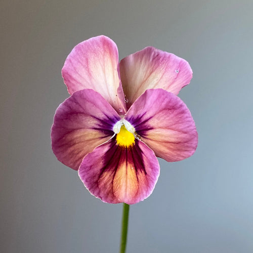 Pansy 'Nature Antique Shades' (Viola x wittrockiana) – Three