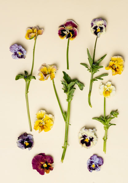 Pansy 'Ballerina Mixed' (Viola x wittrockiana)