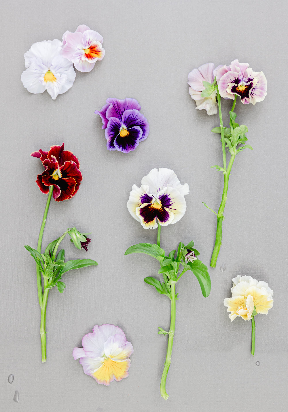 Pansy 'Can Can Mixed' (Viola x wittrockiana)