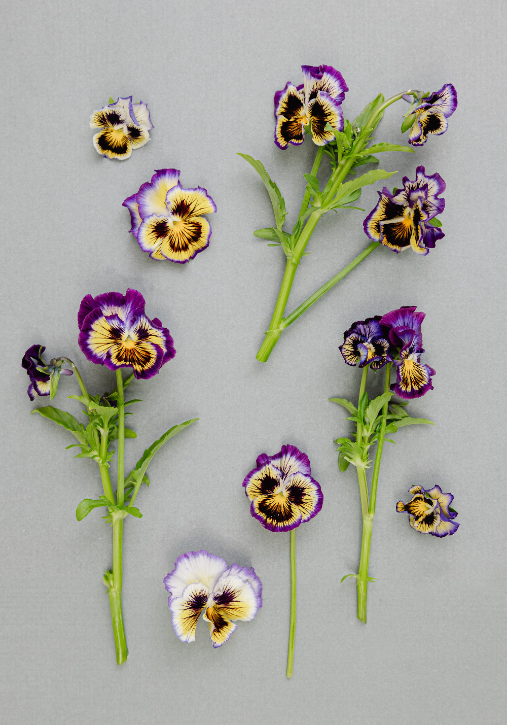 Pansy 'Frizzle Sizzle Lemonberry' (Viola x wittrockiana)