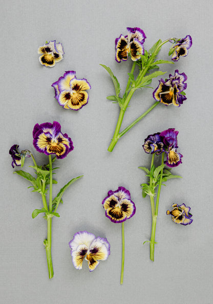 Pansy 'Frizzle Sizzle Lemonberry' (Viola x wittrockiana)