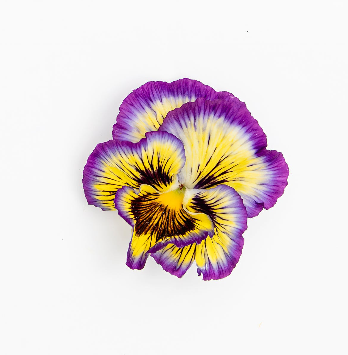 Pansy 'Frizzle Sizzle Lemonberry' (Viola x wittrockiana)