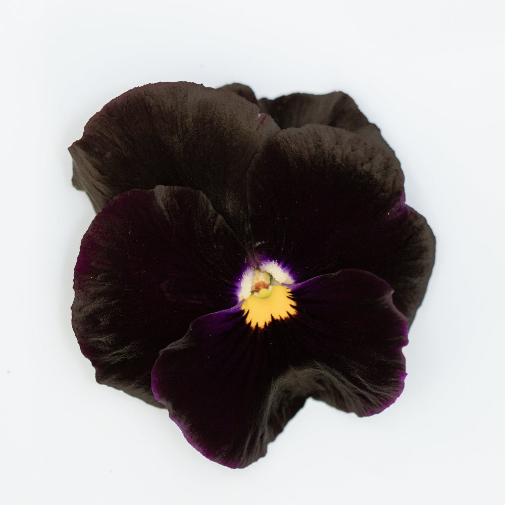 Pansy 'Atlas Black' (Viola x wittrockiana)