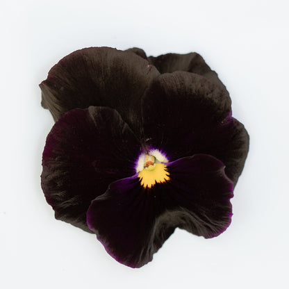 Pansy 'Atlas Black' (Viola x wittrockiana)