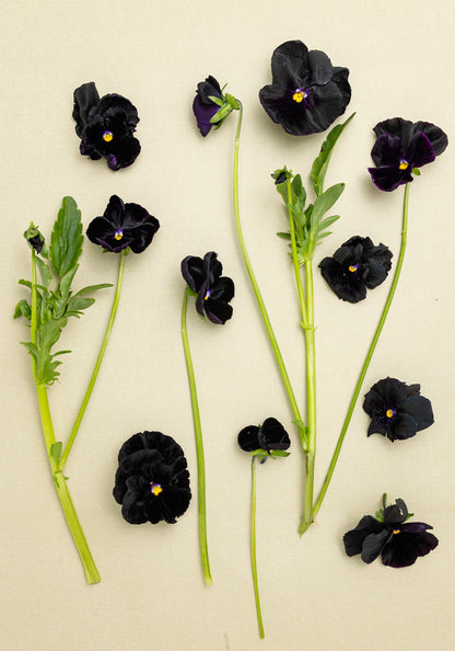 Pansy 'Black Prince' (Viola x wittrockiana)