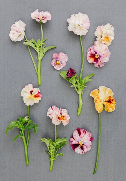 Pansy 'Chianti Mixed'  (Viola x wittrockiana)