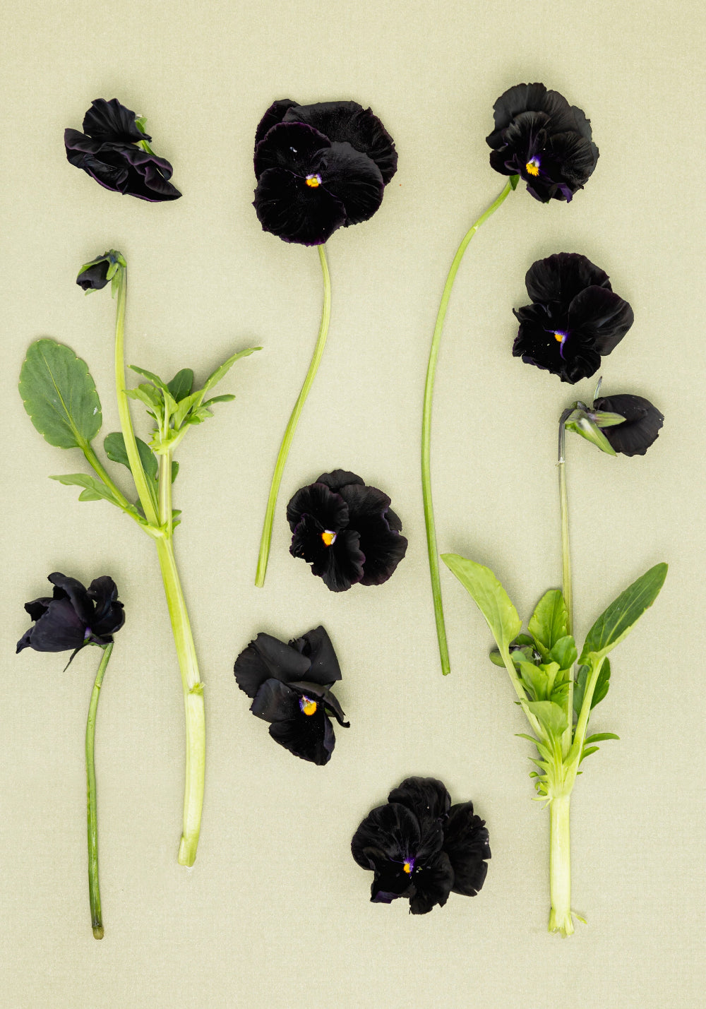 Pansy 'Flamenco Black Moon' (Viola x wittrockiana)