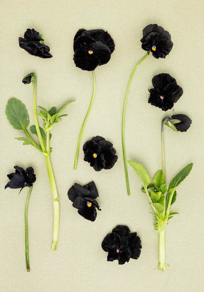 Pansy 'Flamenco Black Moon' (Viola x wittrockiana)