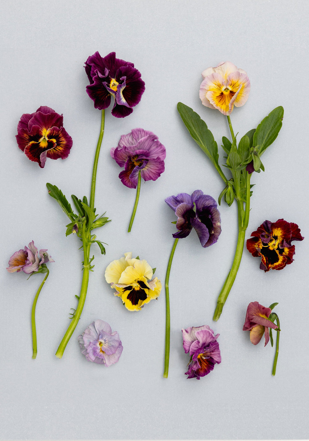Pansy 'Moulin Rouge Mixed' (Viola x wittrockiana)