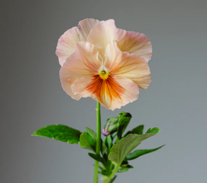 Pansy 'Inspire+ PR Peach Shades' (Viola x wittrockiana)