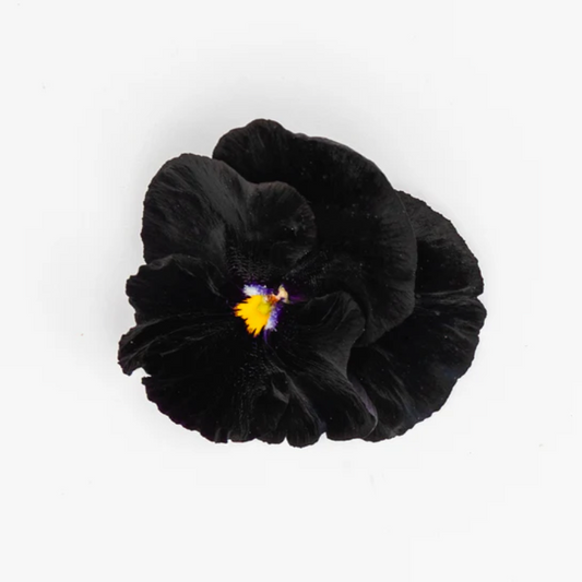 Pansy 'Black Prince' (Viola x wittrockiana)