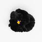 Pansy 'Black Prince' (Viola x wittrockiana)
