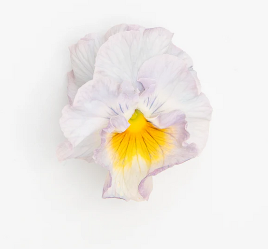 Pansy 'Flamenco Soft Light Azure Limonette' (Viola x wittrockiana)