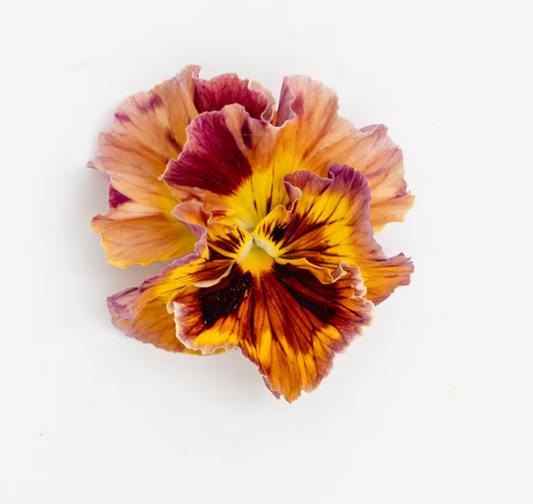 Pansy 'Flamenco Terracotta' (Viola x wittrockiana)