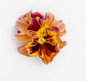 Pansy 'Flamenco Terracotta' (Viola x wittrockiana)