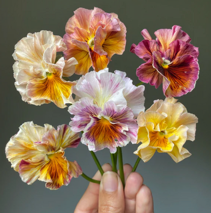 Pansy 'Flamenco Terracotta' (Viola x wittrockiana)