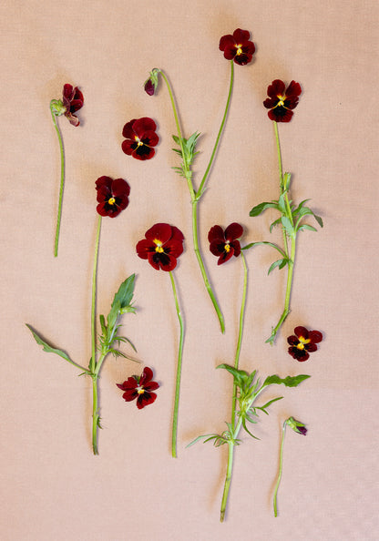 Viola 'Arkwright Ruby' (Viola Cornuta)