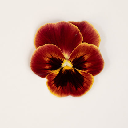 Viola 'Arkwright Ruby' (Viola Cornuta)
