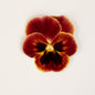 Viola 'Arkwright Ruby' (Viola Cornuta)