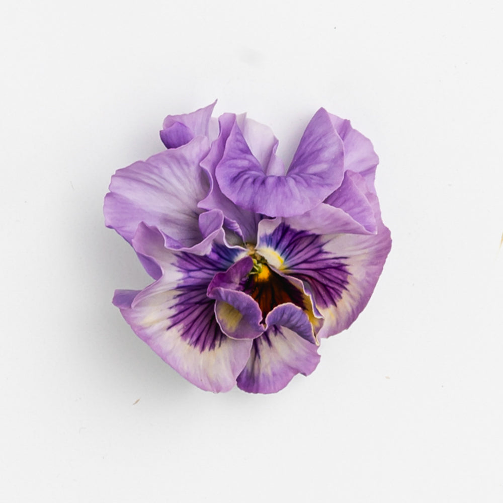 Pansy 'Ballerina Mixed' (Viola x wittrockiana)
