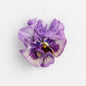 Pansy 'Ballerina Mixed' (Viola x wittrockiana)