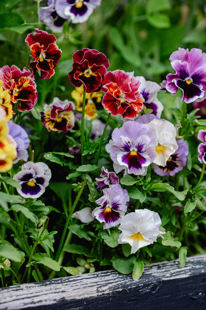Pansy 'Can Can Mixed' (Viola x wittrockiana)