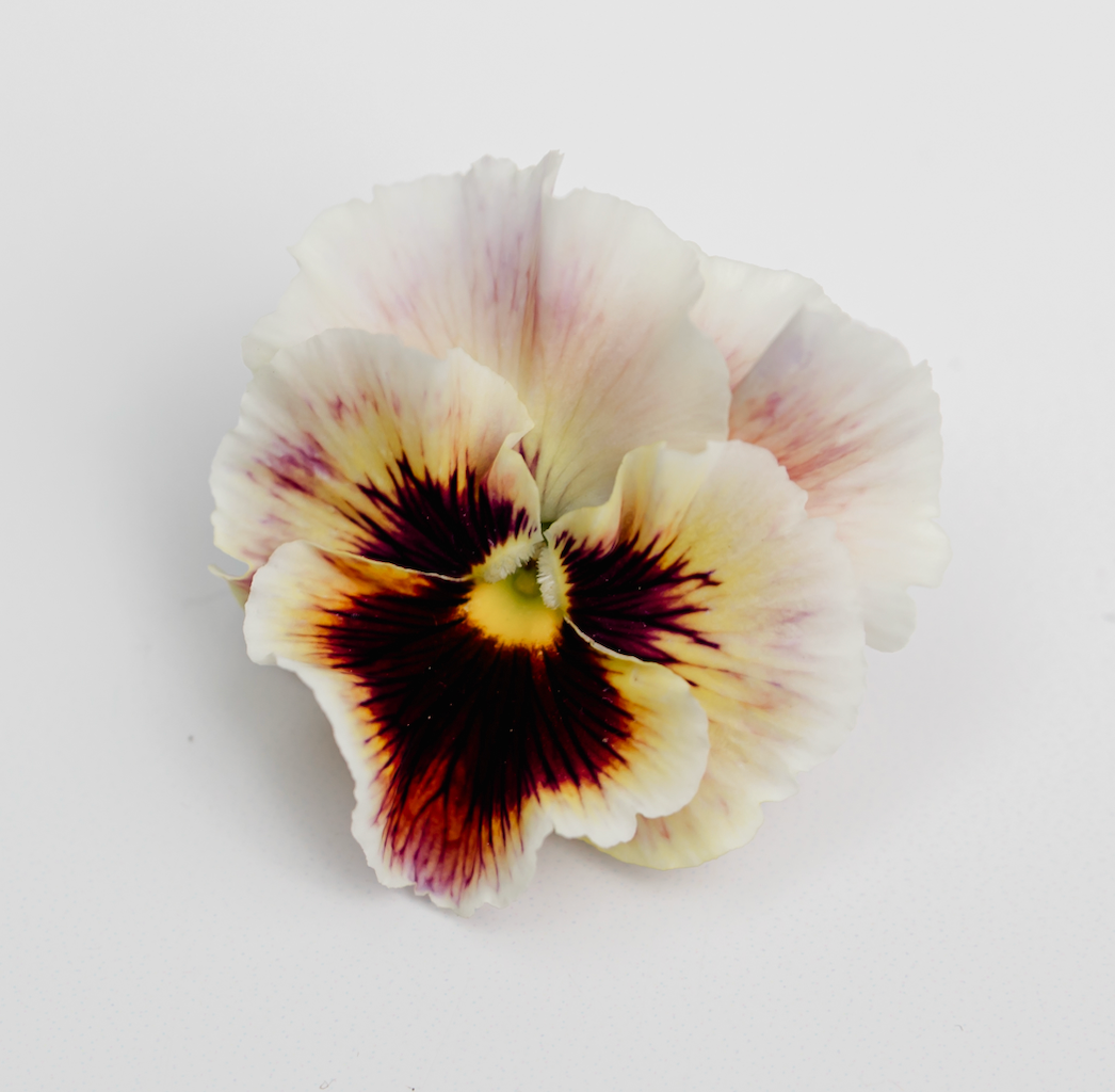 Pansy 'Can Can Mixed' (Viola x wittrockiana)