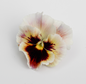 Pansy 'Can Can Mixed' (Viola x wittrockiana)