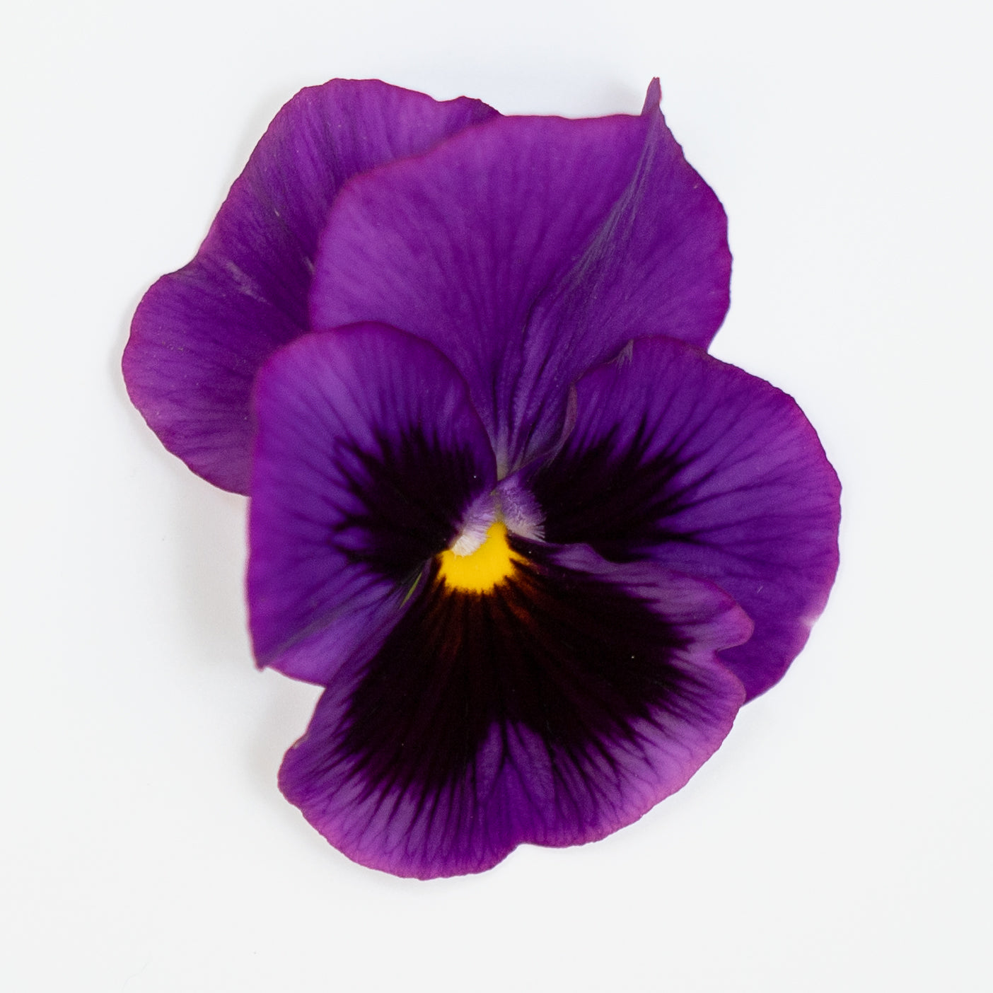 Pansy 'Can Can Blue' (Viola x wittrockiana)