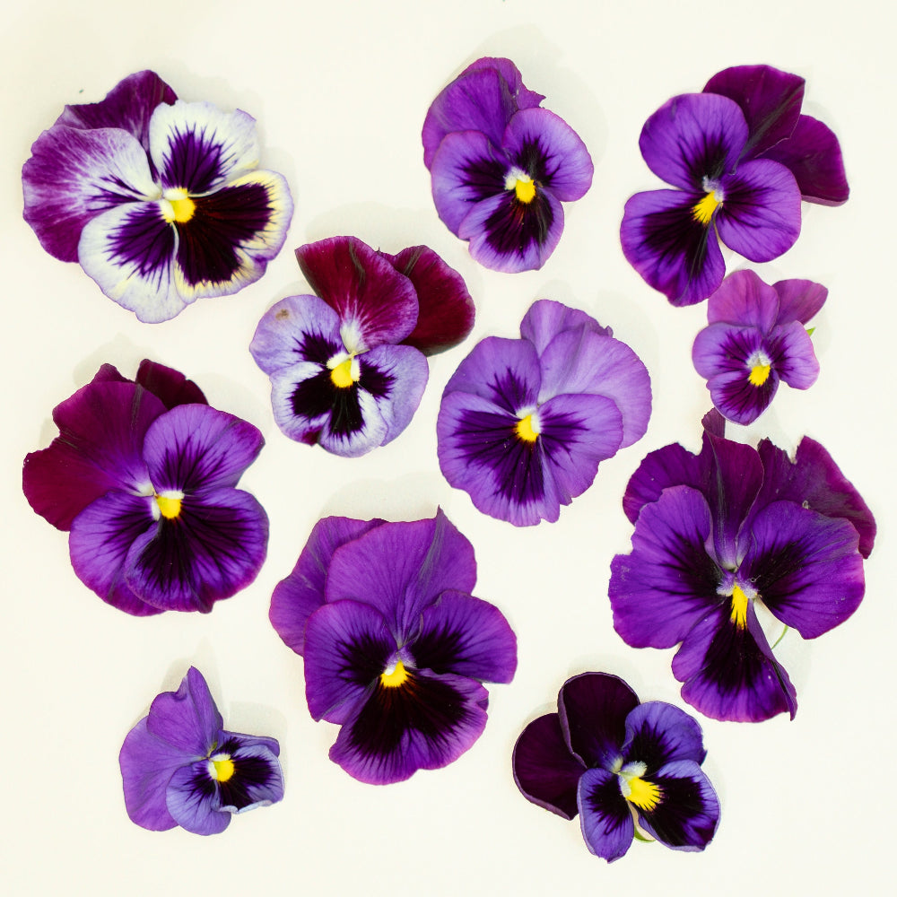 Pansy 'Can Can Blue' (Viola x wittrockiana)