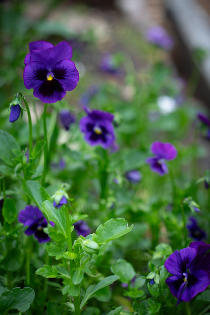 Pansy 'Can Can Blue' (Viola x wittrockiana)